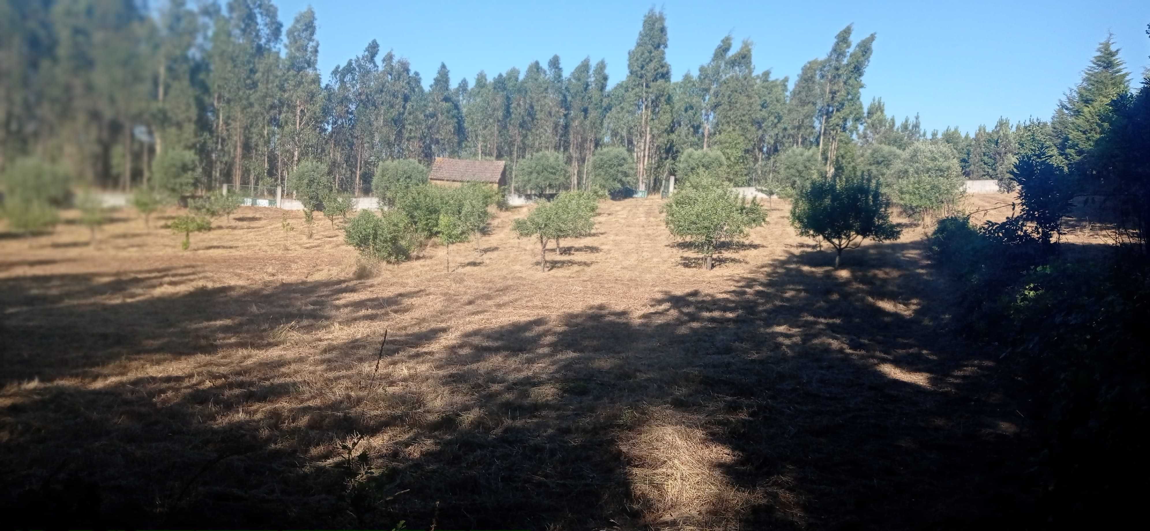 Terreno 1 hectare com casa rural e árvores de fruto