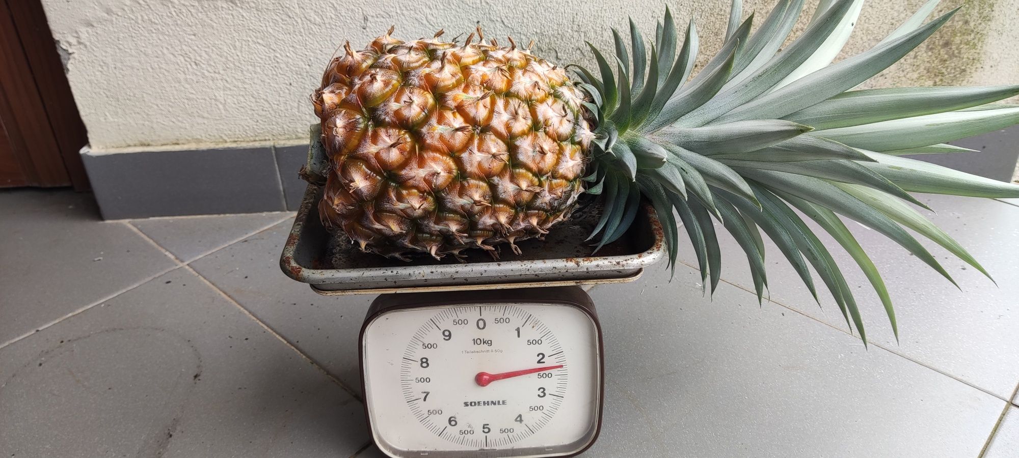 Planta do Ananás dos Açores