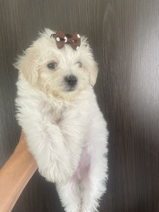 Щенульки мальтипу f1