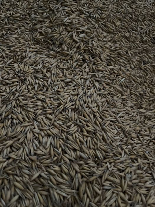 Sprzedam owies dla zwierząt