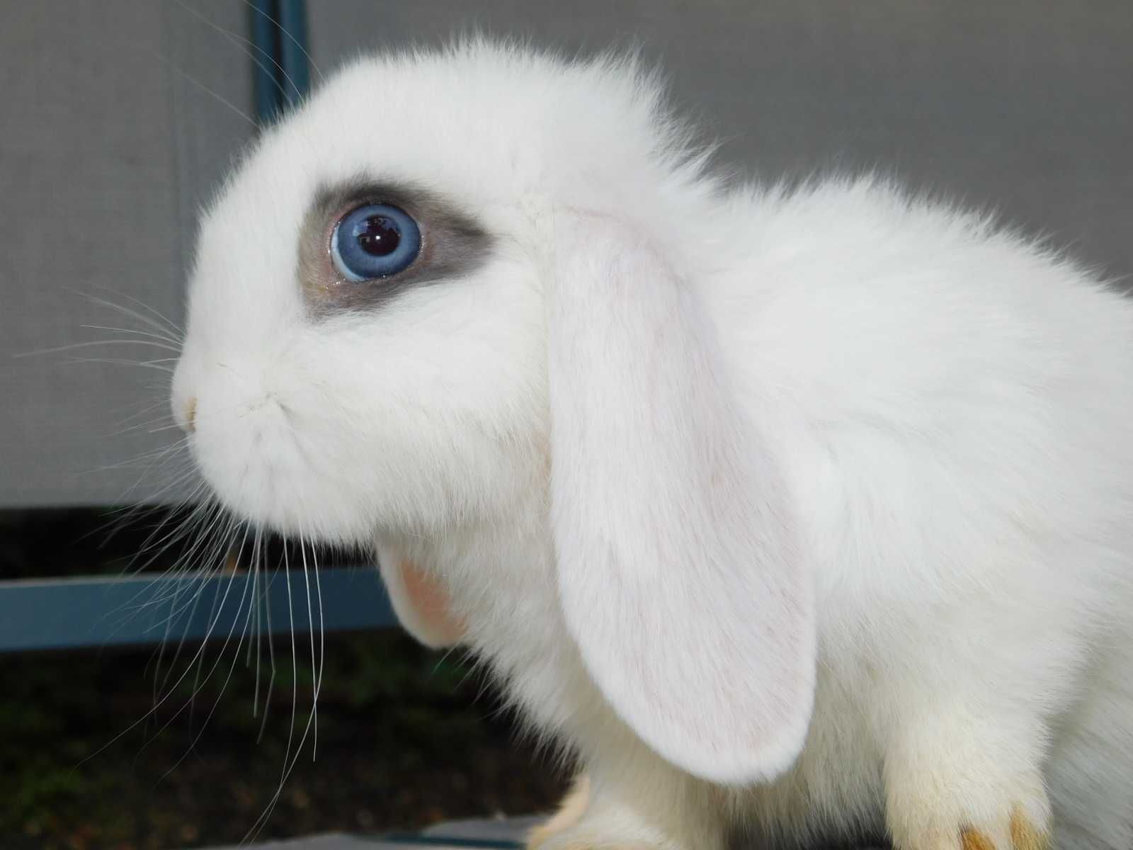 Mini lop baranki biała samiczka