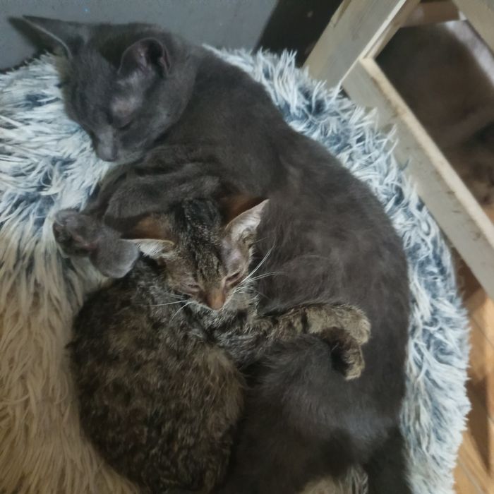 Niebieski do adopcji