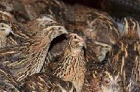 Перепел інкубаційне яйце, відправка по Україні