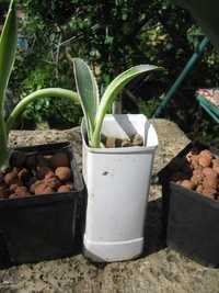 агава американская вариегата .отростки укорененные и взрослое растение