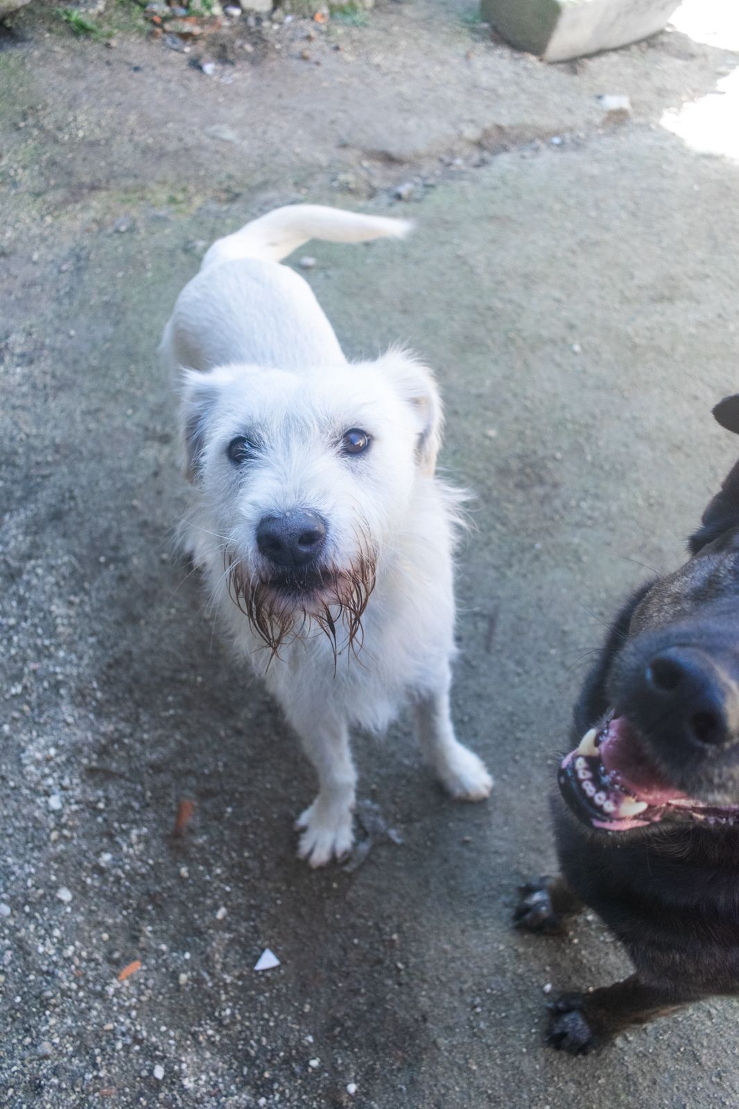 Cão meigo para adoção