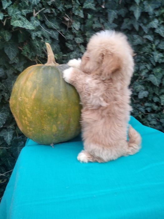Чудовий подарунок на день святого Миколая