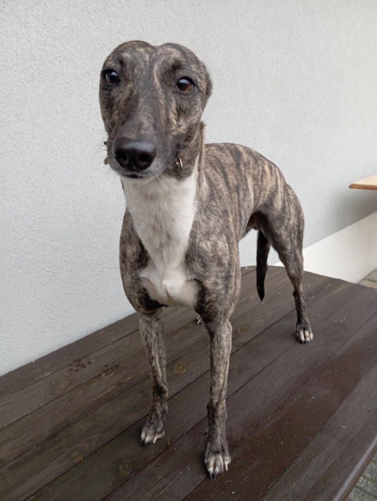 Chart angielski whippet