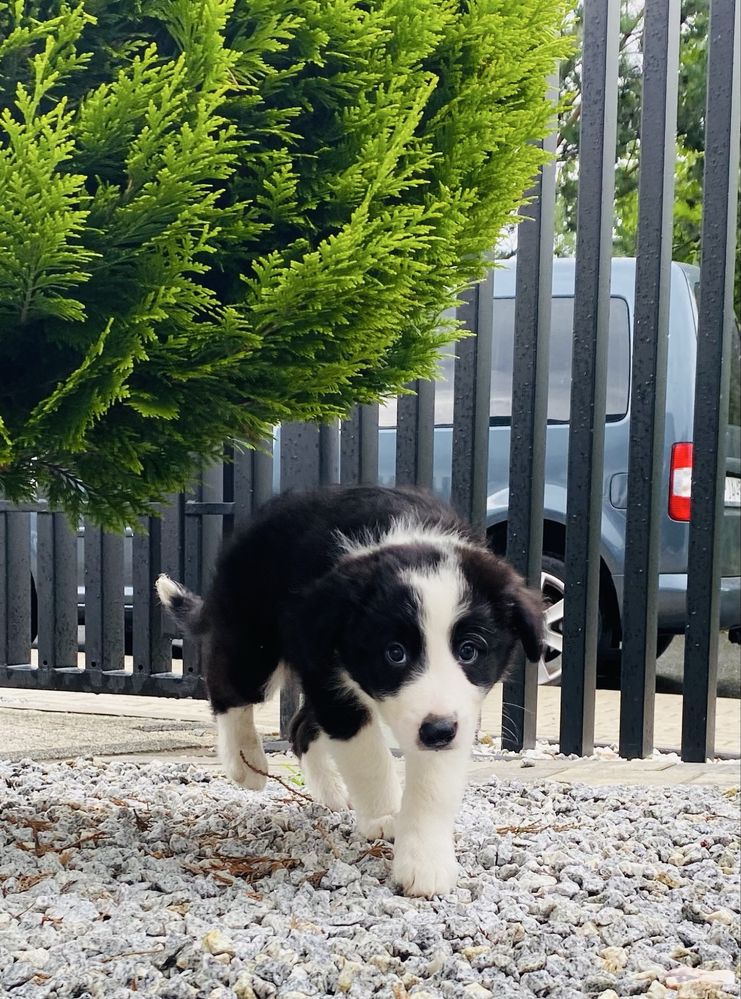 Border collie szczeniak