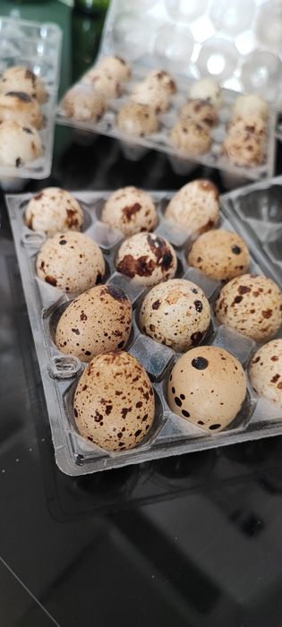 Ovos de codorniz caseiros.