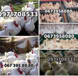 ІндикиBig6 Біг 6 добові