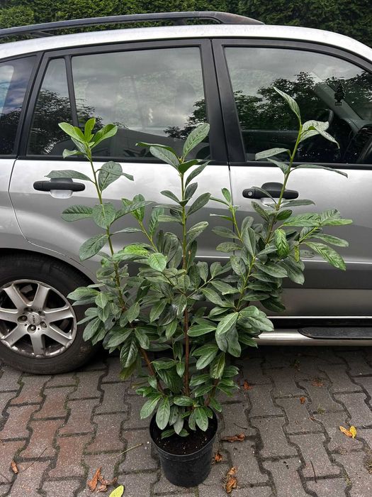 Laurowiśnia novita  duże sadzonki 100-120cm