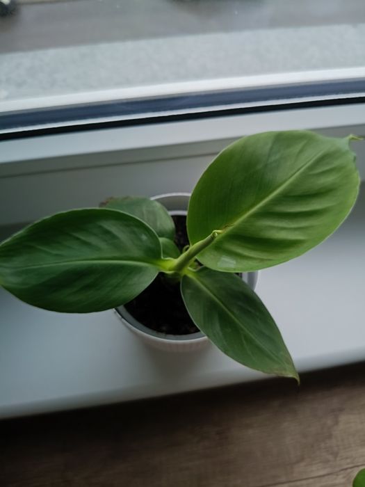 Kwiaty doniczkowe zestaw pieniążek i bananowiec