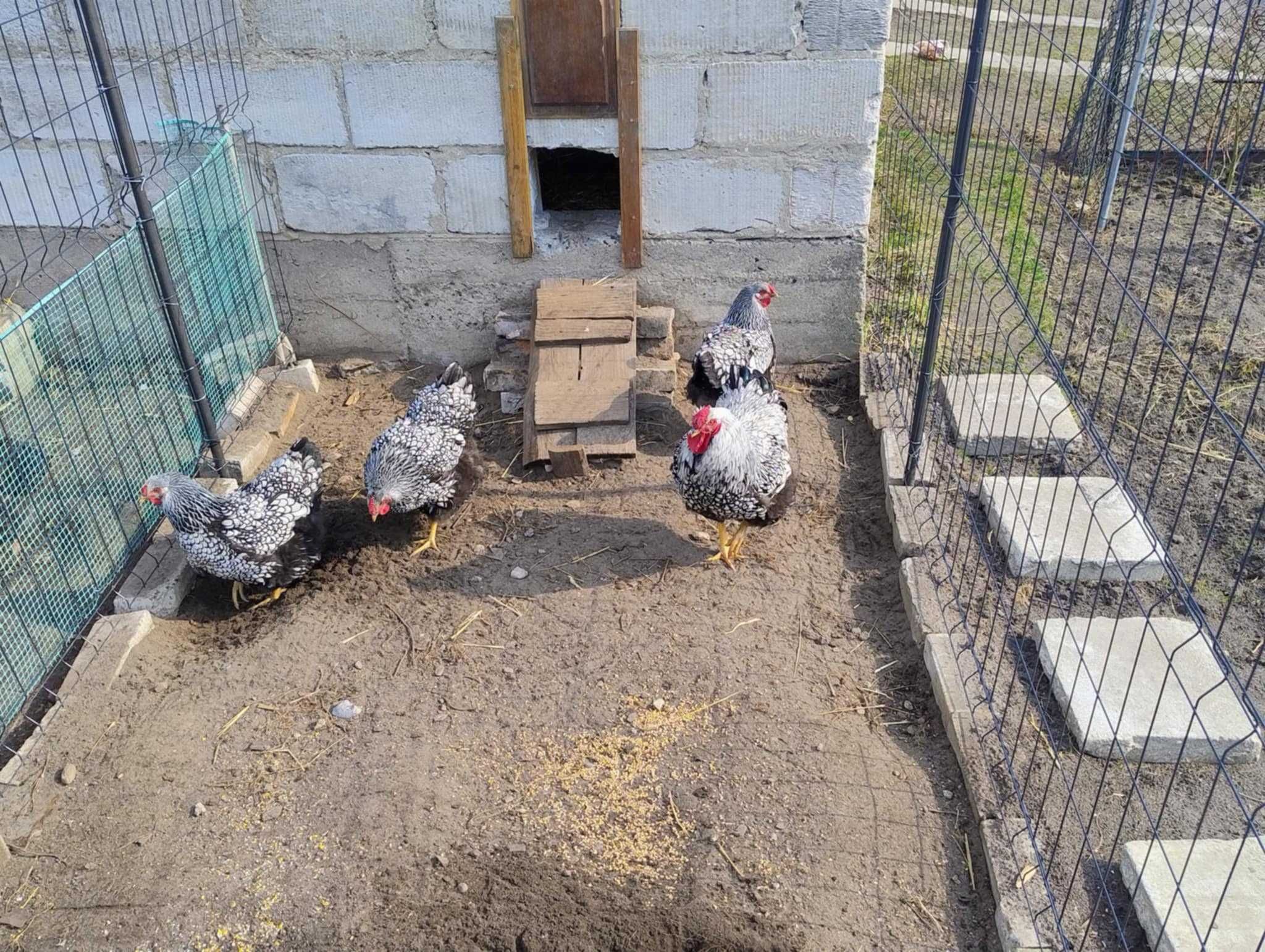 Jaja lęgowe wyandotte srebrnołuskowanej olbrzymiej