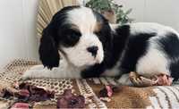 Cavalier King Charles - sliczny  piesek !