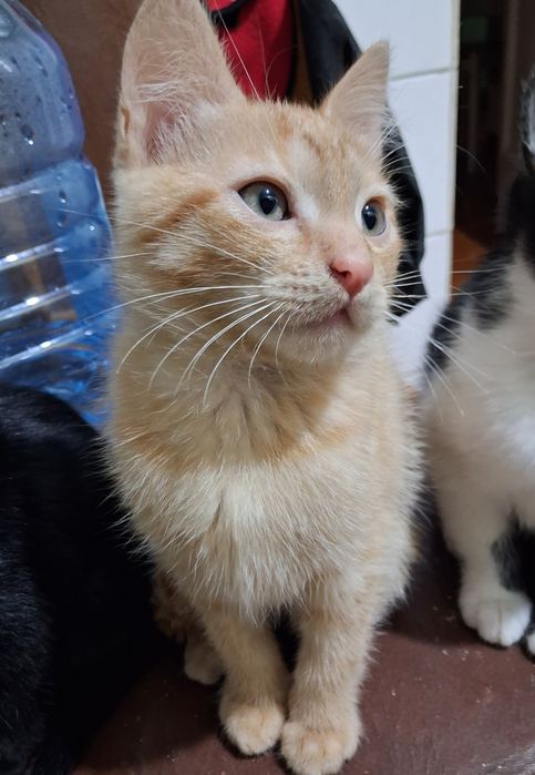 Класні котани в добрі руки