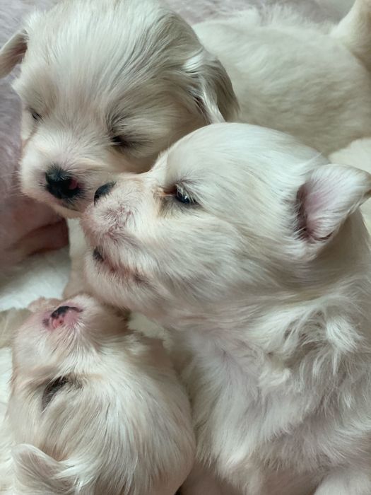 Цуценята «Мальтійська болонка»