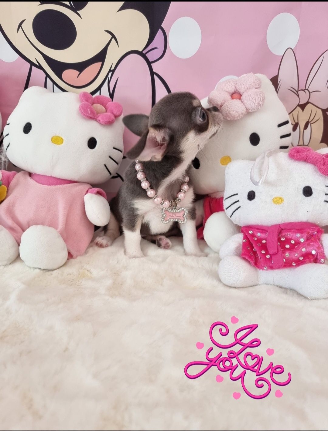 Chi Fêmea mini Lindissima princesinha c Pedigree e afixo