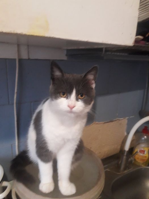 Мила кішечка шукає добрий дім