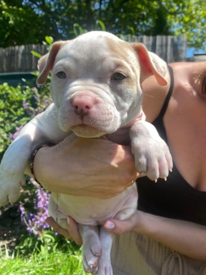 American Bully ABKC.