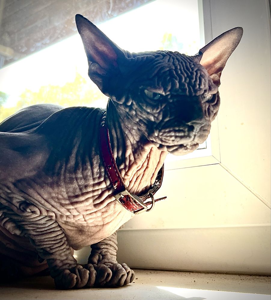 Wyjątkowa czarna mega ZMARSZCZKI • Kotka Sphynx Jagódka • GrandFaraon