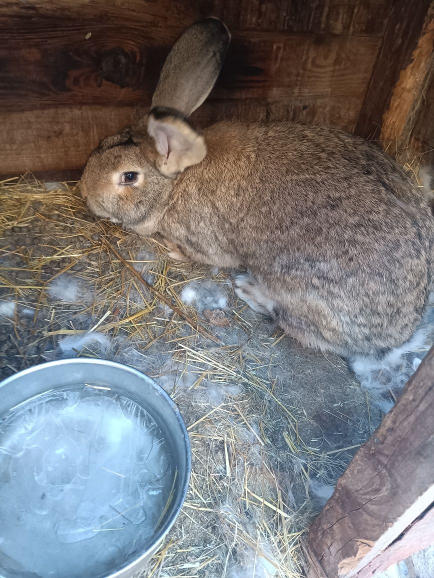 Продам беременую крольчіху