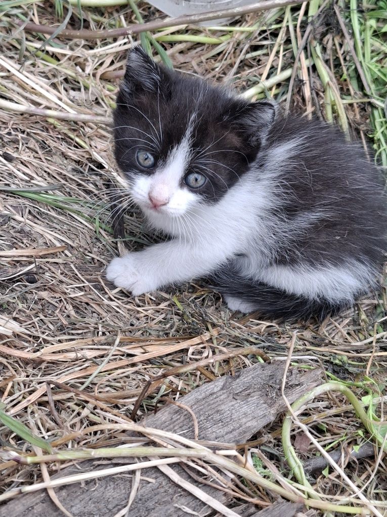 Котята бесплатно