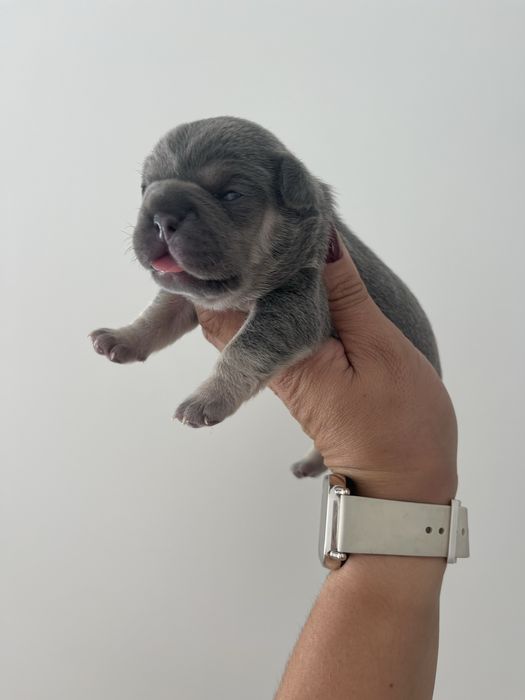 Bulldog  frances lilac  tan