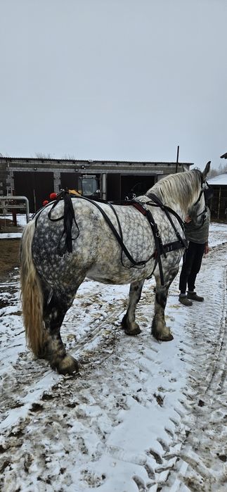 Koń zimnokrwisti Perszeron.