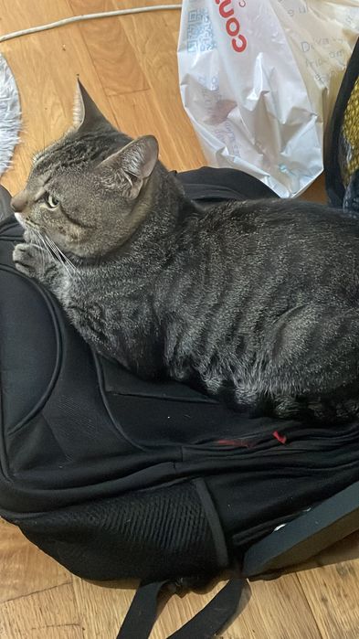 Gatinho Super dócil para Adoção