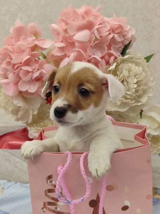 Продам цуценят джек-расселів