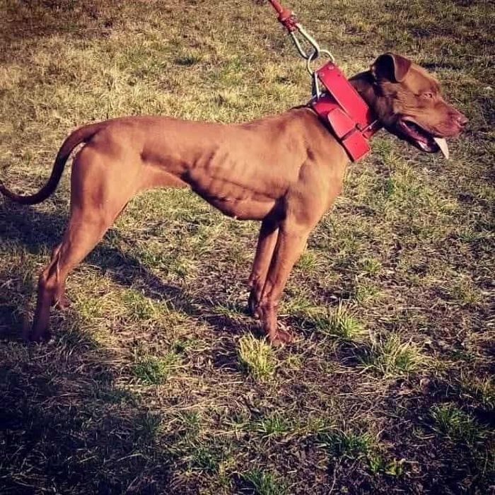 American Pitbull Terrier