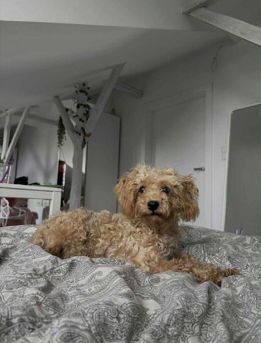 Odchowany piesek Maltipoo RED nauczony czystosci