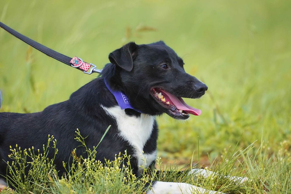 Organek - śliczny, niewielki pies szuka domu