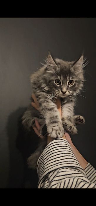 Kocurek Maine coon