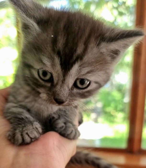 Кошеня британської кішечки. Дівчинка