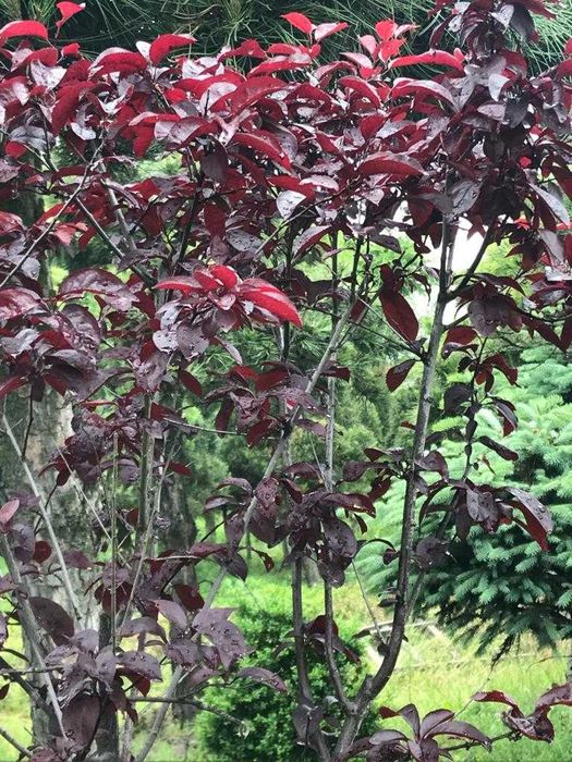 Drzewa ogrodowe: Brzoza brodawkowata "Purpurea"