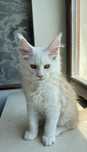 Kocurek Maine Coon
