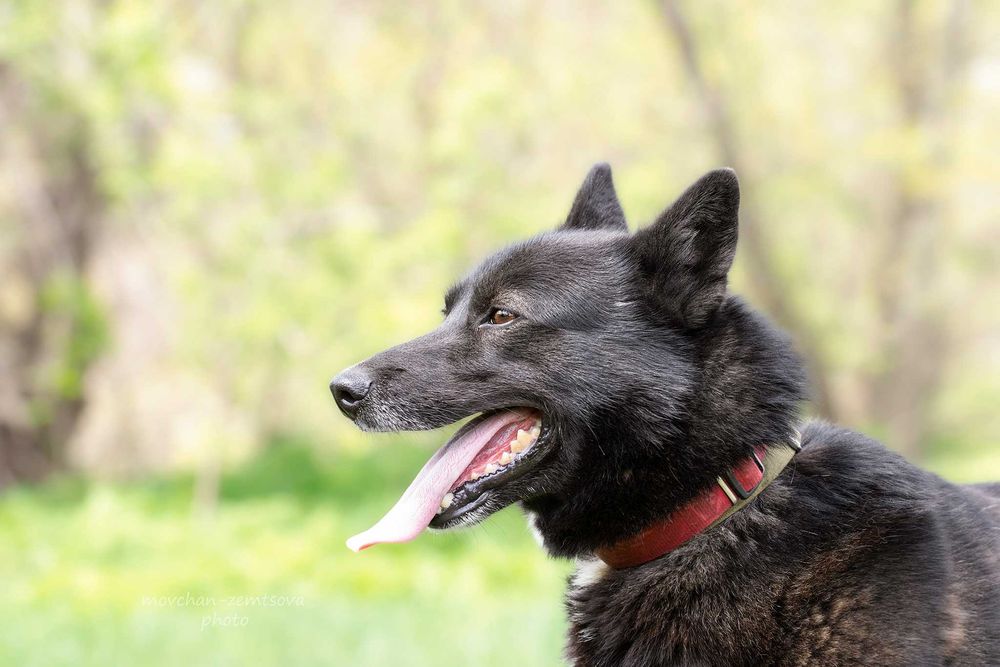 Метис лайки Інжир шукає родину