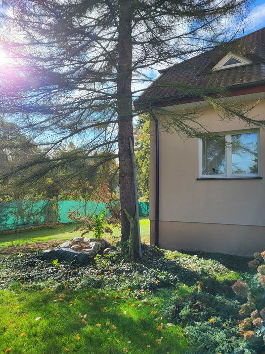 drewno na tarcicę lub opał