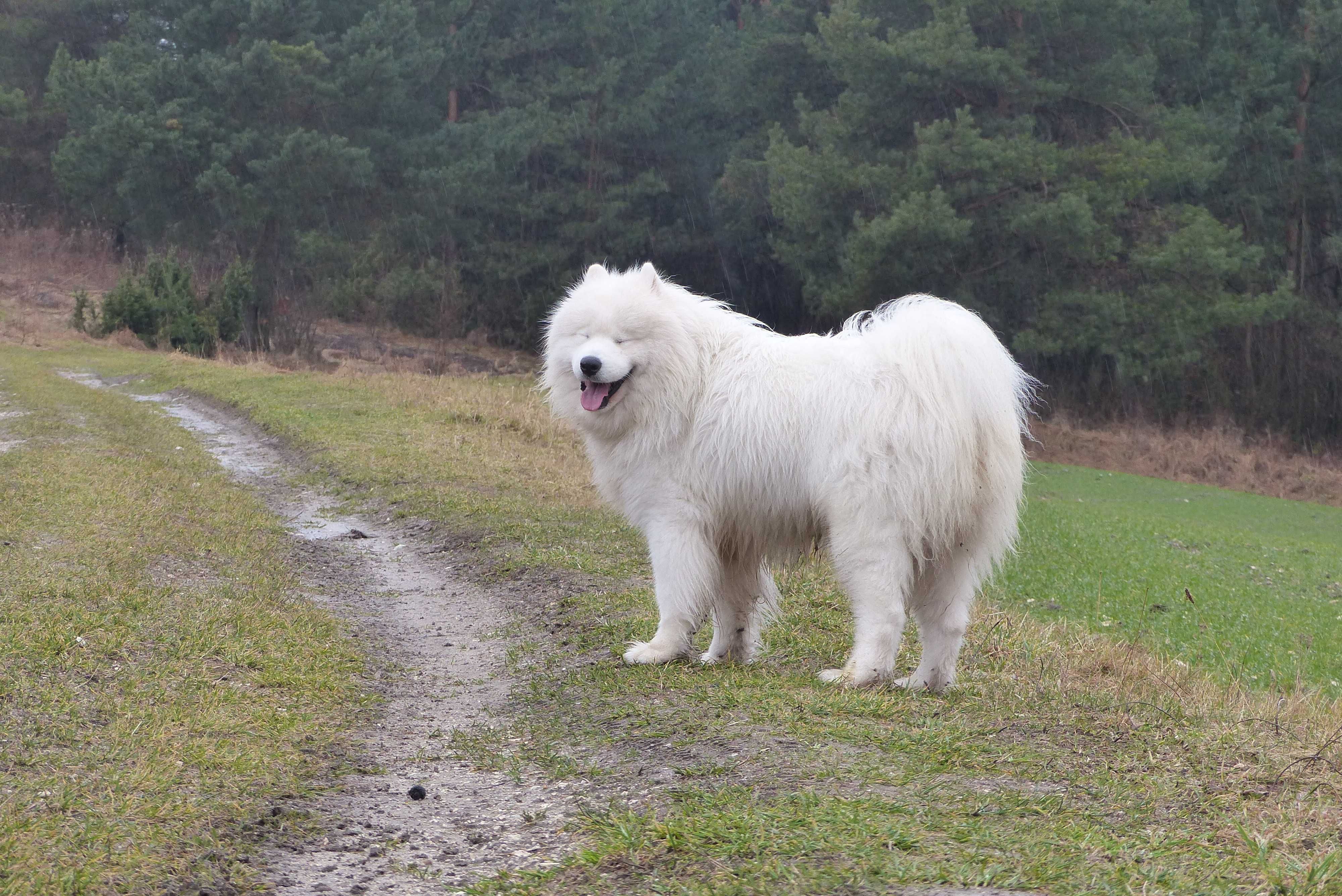 Reproduktor samoyed/samojed I'm Immortal Orleansnow ZKwP FCi Champion