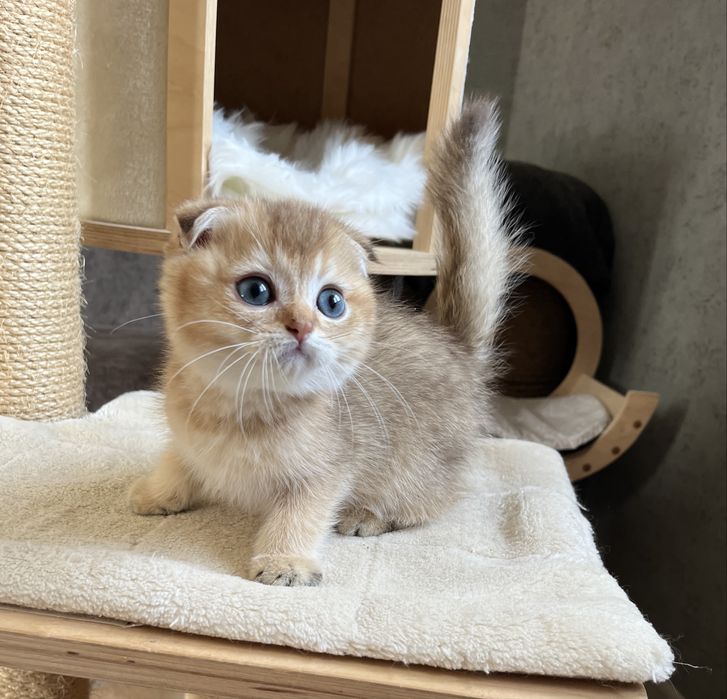 Шотландчики найчарівніші