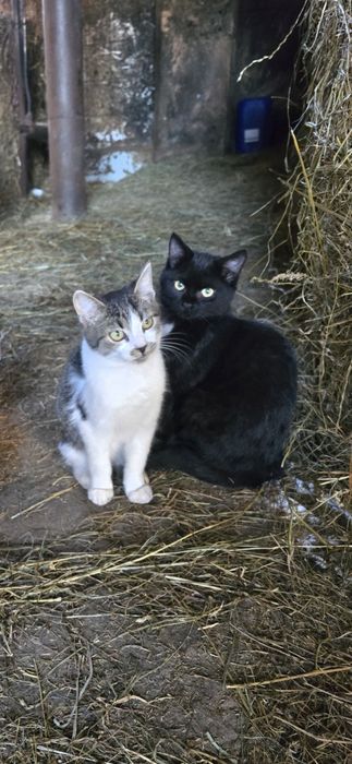 Oddam kocurki  czarnu i bialo-szary