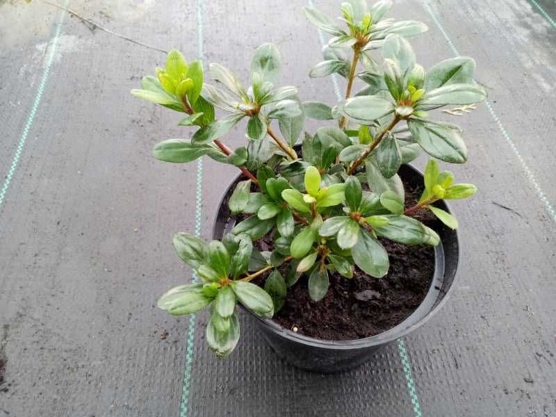 Azalia Maruschka Hot Schot Variegata