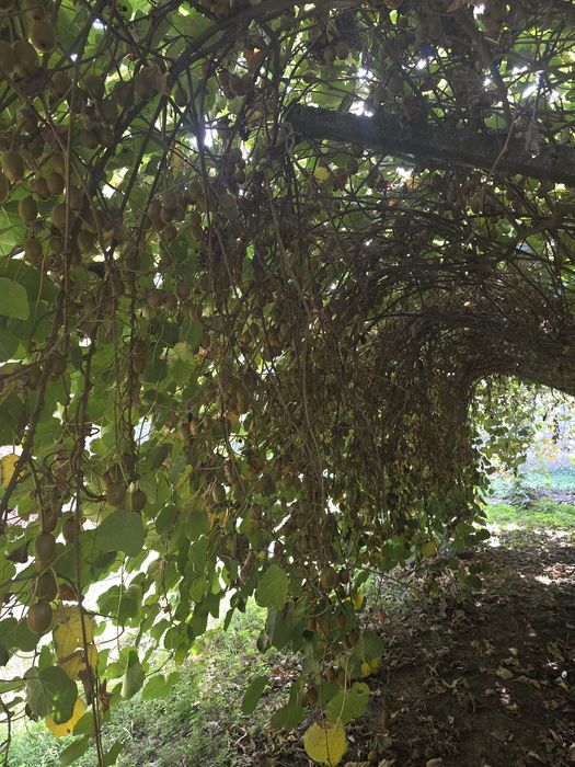 Vendo kiwis biológicos