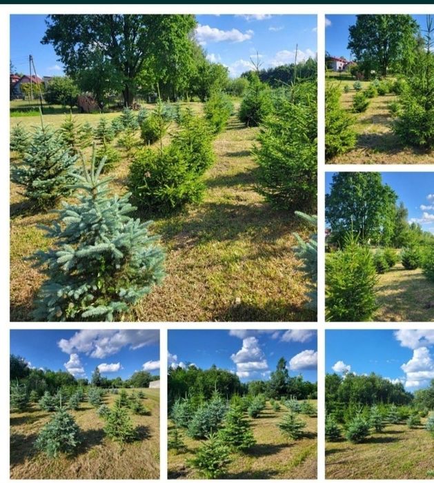 Choinki świąteczne świerk srebrzysty świerk pospolity cięty