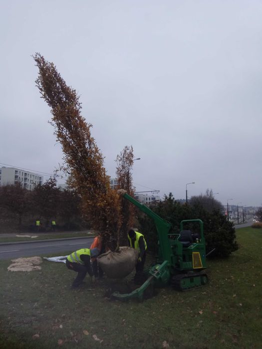 Dąb czerwony obw.pnia: 8-10, 10-12,12-14,14-16 cm! sadzonki drzew duże