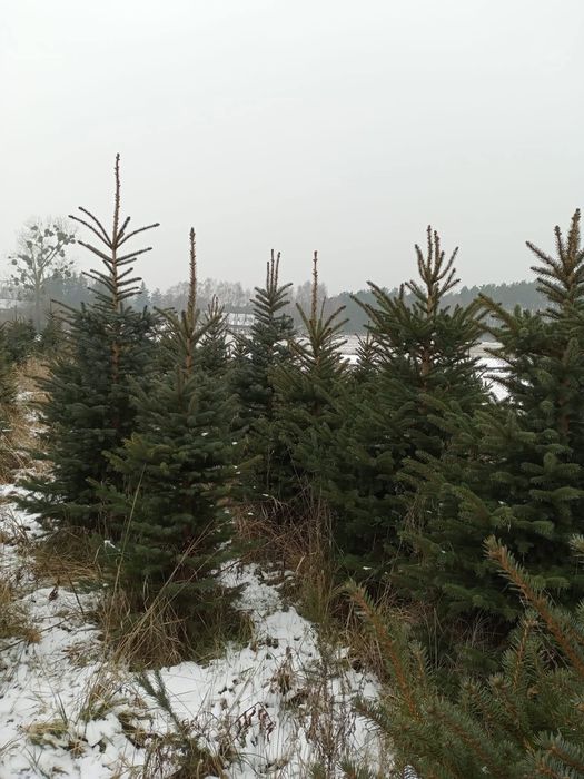 Choinki świerk srebrny i pospolity