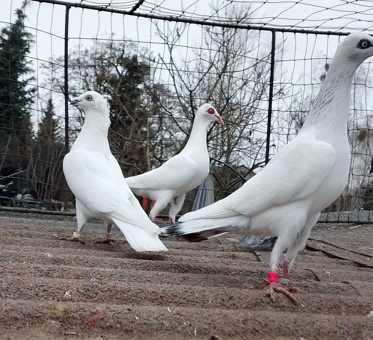 Czarnodzioby , białopolskie