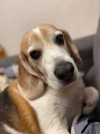 Pies w typie rasy beagle, bardzo towarzyski