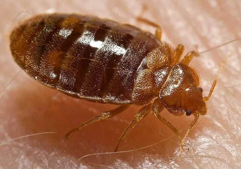 ODKAŻANIE,DEZYNFEKCJA-Dezynsekcja-Deratyzacja Scorpions PLUSKWY,OSY